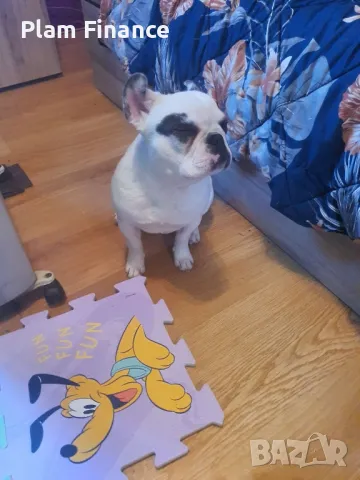Женски френски булдог  с всички ваксини и аксесоари, снимка 2 - Френски булдог - 49571521