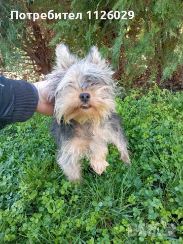 Йорки момче на 8 месеца , снимка 6 - Йоркширски териер - 52624591