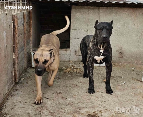 Преса Канарио / Дого Канарио 