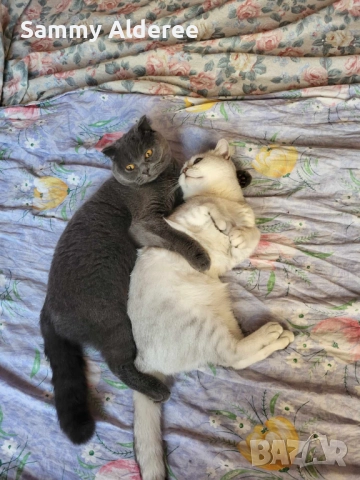 Британски късокосмести Британски късокосмести, снимка 8 - Британска късокосместа - 52921717