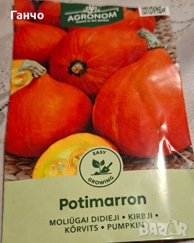 Семена за тиква-различни сортове, фасул - видове и царевица, снимка 8 - Сортови семена и луковици - 53135786