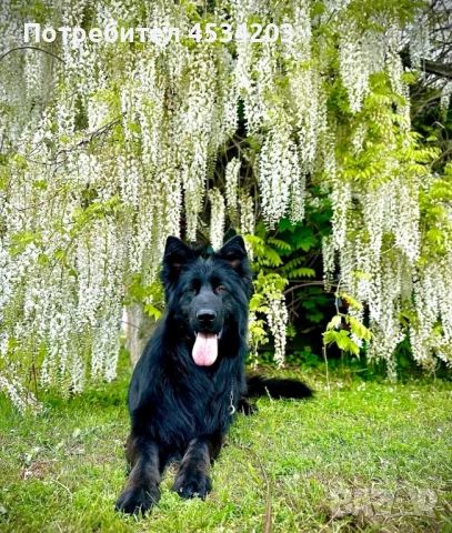 немска овчарка / НОК, снимка 6 - Немска овчарка - 51033011