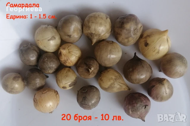 Самардала, луковици и семена. , снимка 1