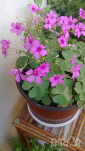 Продавам цветя Детелина Оксалис, розови, във висящи и обикновени саксии, снимка 14 - Стайни растения - 25313229