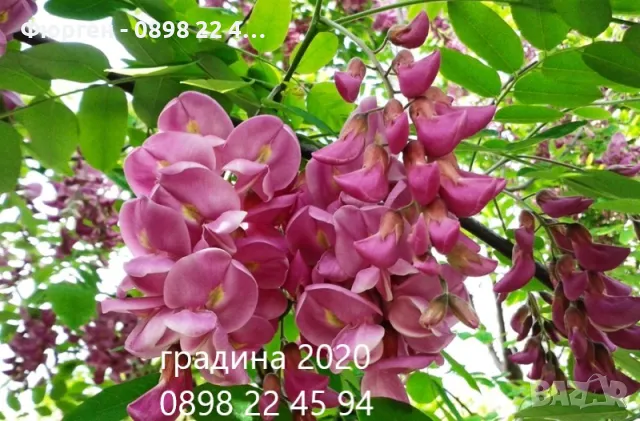 Акация - Налични 2 цвята