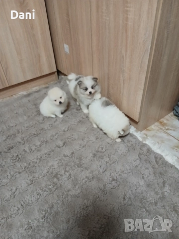 Mini Pomeran , снимка 8 - Померан - 52868566