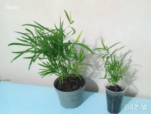 Аспарагус Фалкатус(Asparagus Falcatus) 