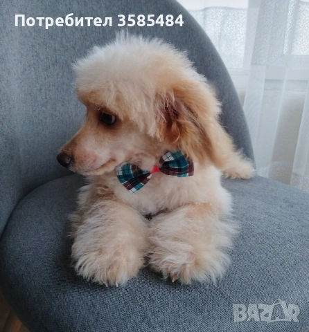 Той пудел/Toy poodle , снимка 3 - Пудели - 53416196