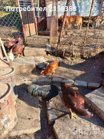 Петли за продаване ,породисти, снимка 9 - Кокошки и пуйки - 53024106