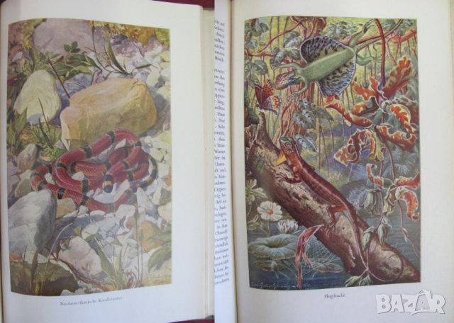 1956г.Научна Книга Илюстрации за Рибите и Водните Обитатели, снимка 11 - Антикварни и старинни предмети - 44029993