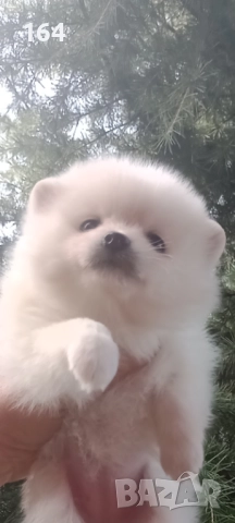 Бели Померани. Момиче и момче. Реални снимки !, снимка 7 - Померан - 52930796