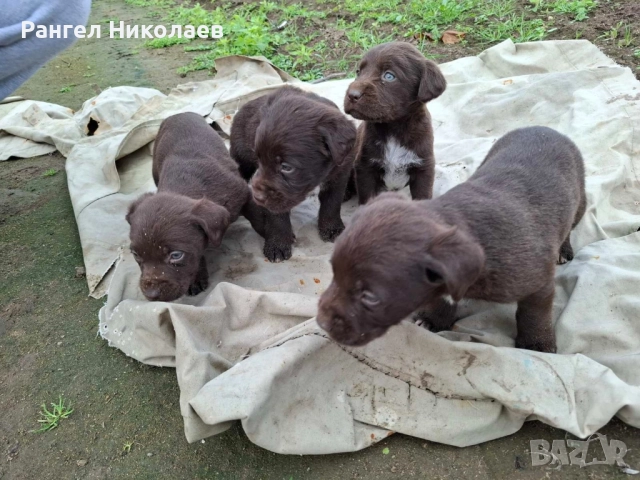 Малки дратхари