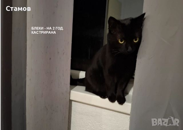 Подарявам 4 домашни котки, снимка 3 - Персийска - 52837851