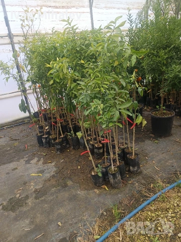 цитрусови дървета и маслини , снимка 6 - Сортови семена и луковици - 53380077