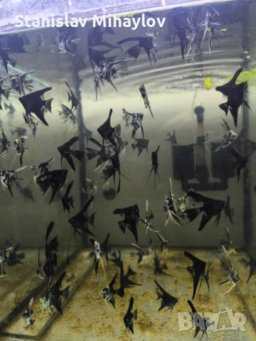 Скалария различни видове, снимка 3 - Рибки - 51626833