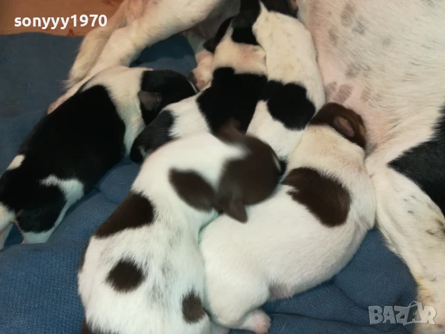 ДЖАК РЪСЕЛ-КУТРЕТА 250ЛВ ЗА ЕДНО 1708251005, снимка 2 - Джак ръсел териер - 51390012