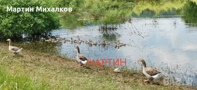 яйца от гъски, гъши яйца оплодени, снимка 4 - други­ - 53488458