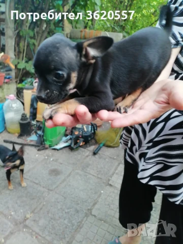 Продавам малки пинчери, снимка 1