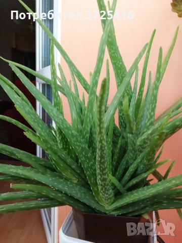 Алое, снимка 6 - Градински цветя и растения - 50980894