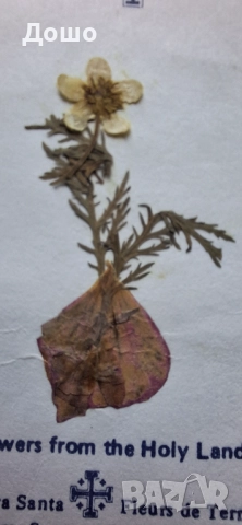 Картичка от Божи гроб с хербаризирано цвете, снимка 3 - Колекции - 52319926