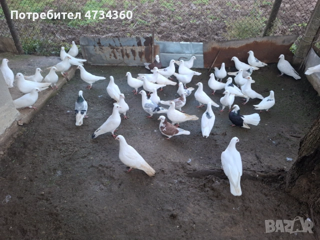 Гълъби, снимка 5 - За птици - 53433453