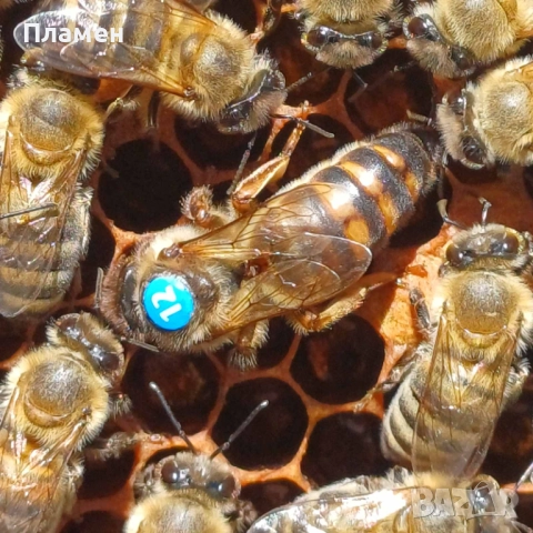 Регистриран производител приема заявки за биологични пчелни майки за сезон 2026г., снимка 2 - Други - 28196262