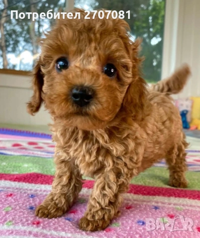 Той пудел/Тий къп, снимка 5 - Пудели - 53190681