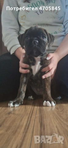 Немски Боксер, снимка 2 - Боксер - 53062652