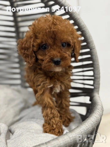 Той Пудел , снимка 5 - Пудели - 52907048