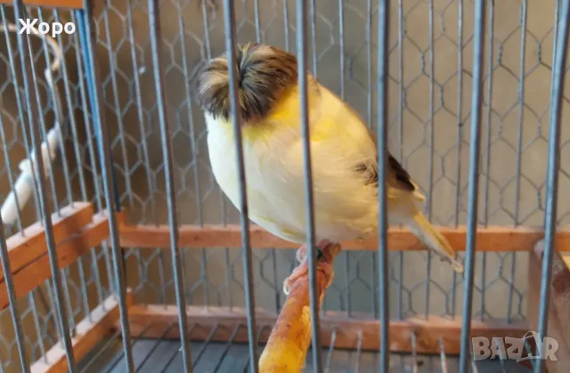 Продавам канари, снимка 16 - Канари - 48303441