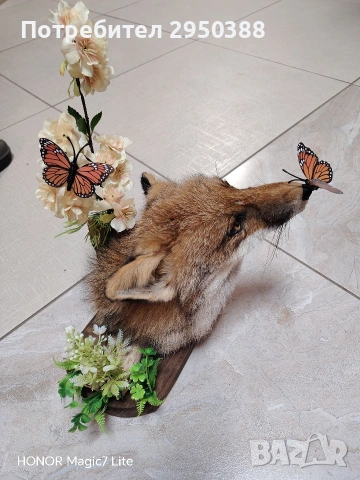 препарирана лисица, снимка 4 - Други - 53509553