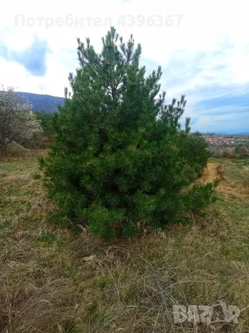 Продава се Парцел в Сапарева баня , снимка 11 - Парцели - 49521306