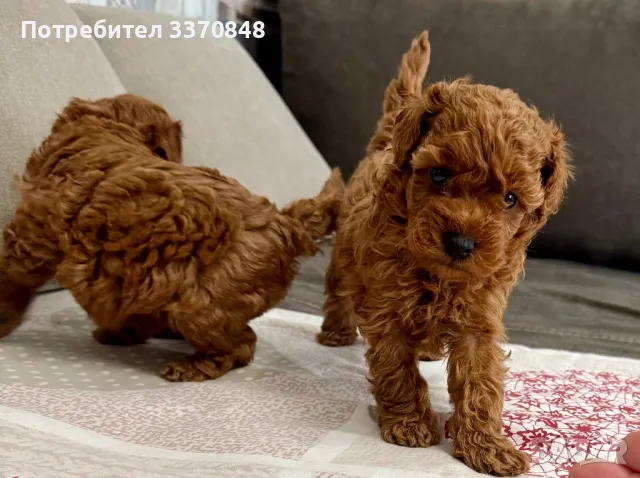 Той пудел, снимка 2 - Пудели - 40230280