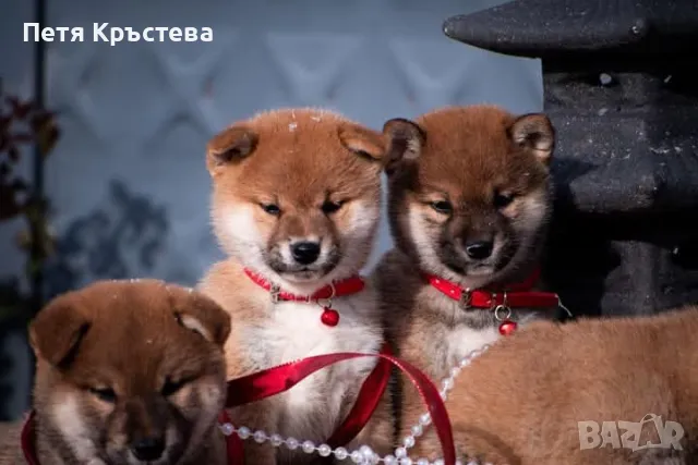 Шиба ину бебета, снимка 1