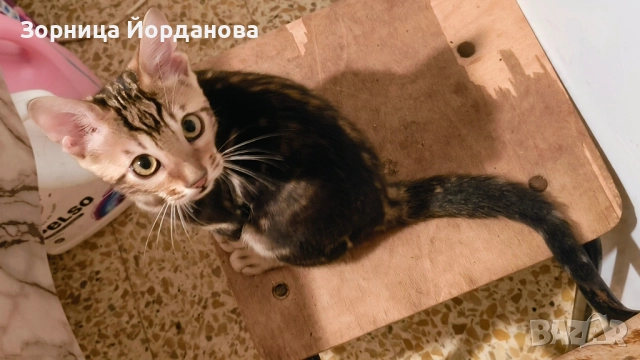 Продавам спешно Бенгалско коте , снимка 3 - Бенгалски - 51165207