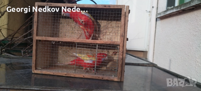 Продавам пенантови розели златен пастел , снимка 3 - Папагали - 52970351