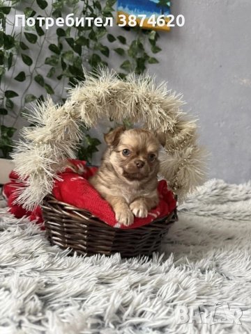 чихуахуа момченца, снимка 7 - Чихуахуа - 52675936