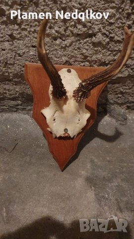Сет рога, снимка 11 - Колекции - 39485402