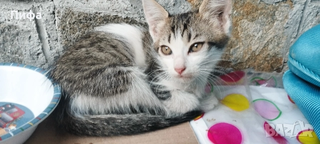 Подарявам малки котенца , снимка 4 - Британска късокосместа - 51554938