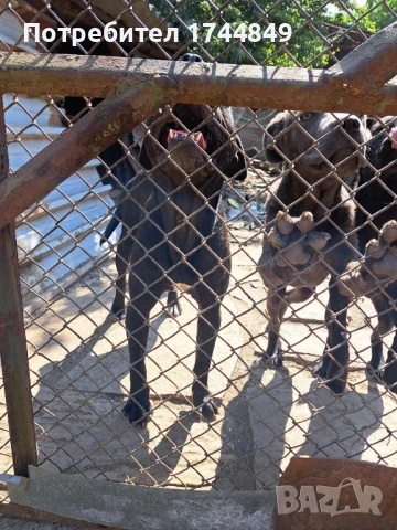 Мъжко куче-пазач, снимка 5 - Други - 50644418