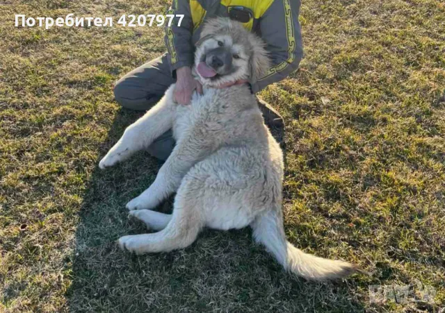 Кавказки овчарки , снимка 7 - Кавказка овчарка - 46973377