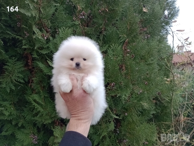 Мъжки Померан. Реални снимки ! 