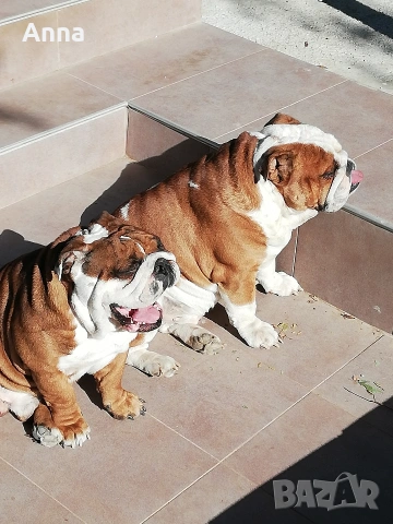 английски мъжки булдог за раэплод, снимка 2 - Английски булдог - 53047924