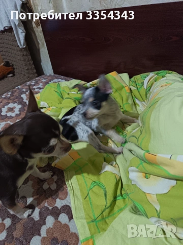 Чихуахуа с паспорт и вакини две, снимка 5 - Чихуахуа - 53114756