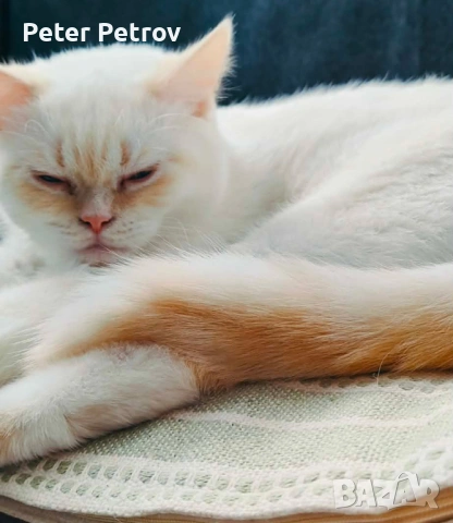 Шотлански късокосмести котета, снимка 3 - Чинчили - 53337528