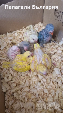 Монахчета ръчно хранени (среден говорящ папагал), снимка 2 - Папагали - 50957843