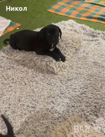 Кане корсо , снимка 5 - Други - 53121646