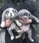 Американско Були Хл/American Bully XL , снимка 1