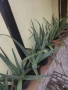 Алое вера - различни големини, снимка 2