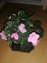 Стайни цветя, различни , снимка 2